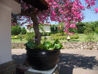 DSCF1386.JPG