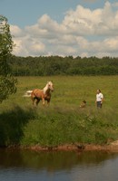 Леса... поля