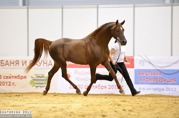 arabian show050 (src)