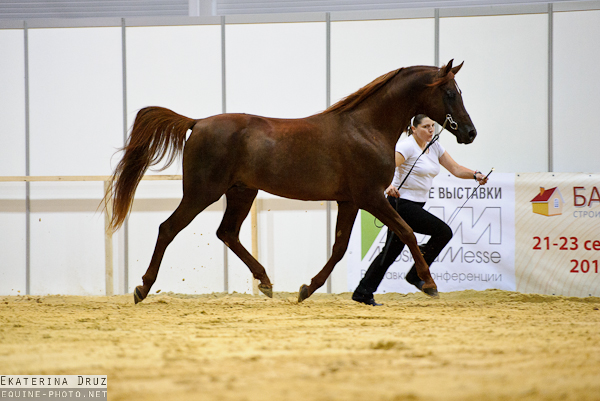 arabian show049 (src)