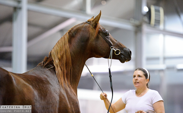 arabian show047 (src)