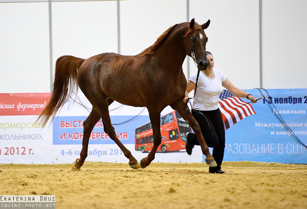 arabian show051 (src)