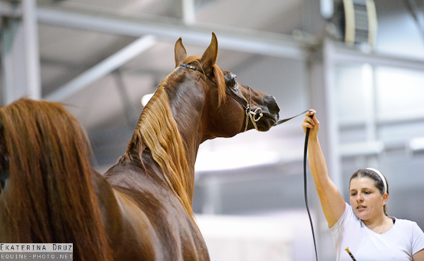 arabian show048 (src)